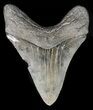 Serrated, Megalodon Tooth - South Carolina #47219-2